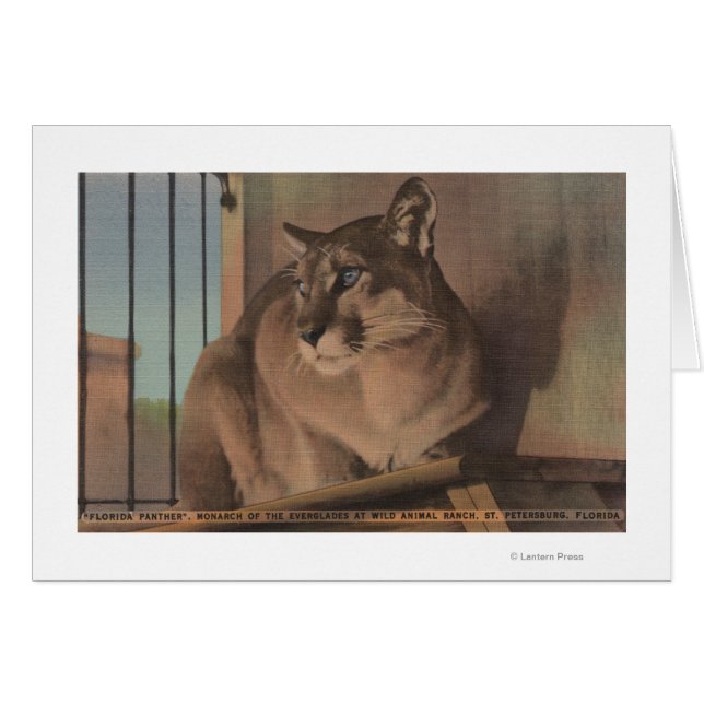 Cartão Petersburgo, Flórida - Imagem Da Flórida (Frente Horizontal)