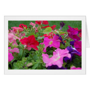Cartão Petunias