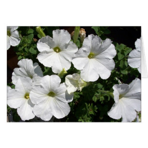 Cartão Petunias brancas