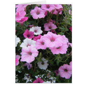 Cartão "Petunias Rosa"