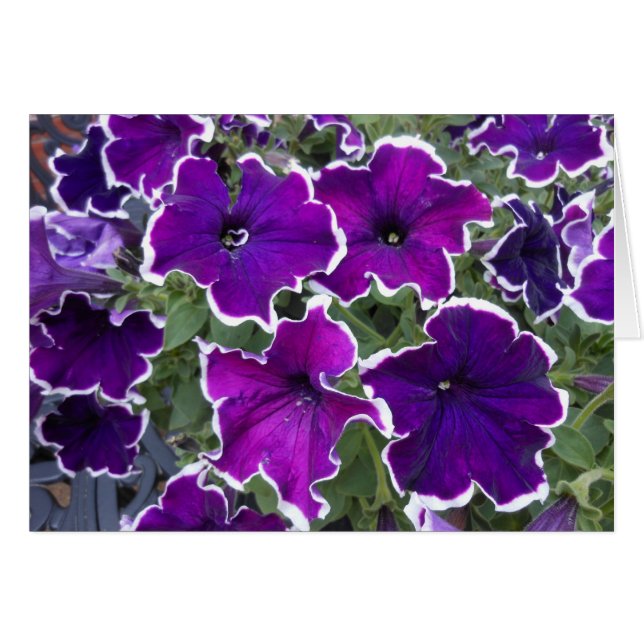 Cartão Petunias roxas (Frente Horizontal)