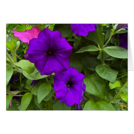 Cartão Petunias roxas - Placa de arte de 5" x 7"