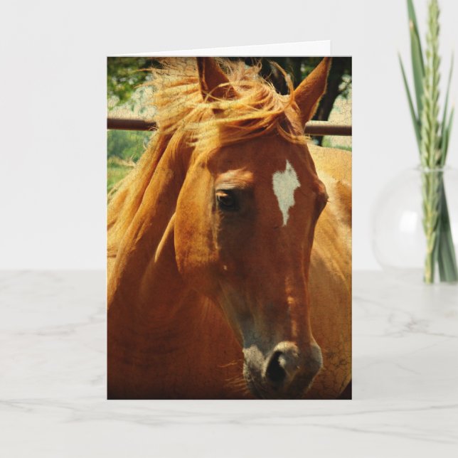 Cartão Pferde, Alles Gute Zum Geburtstag (Frente)