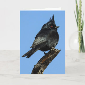 Cartão Phainopepla Notecard