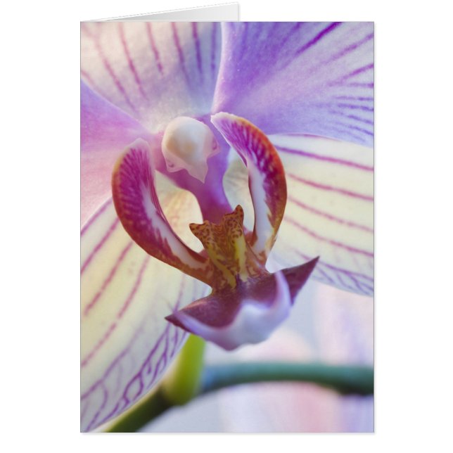 Cartão Phalaenopse (Frente)