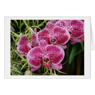 Cartão Phalaenopsis
