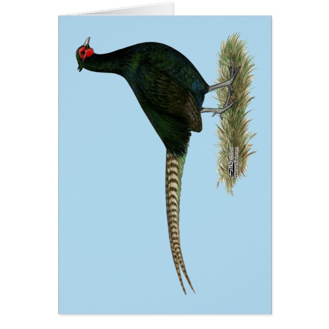 Cartão Pheasant Black Rooster (Frente)