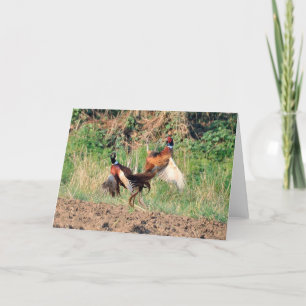 Cartão Pheasants fighting greeting card