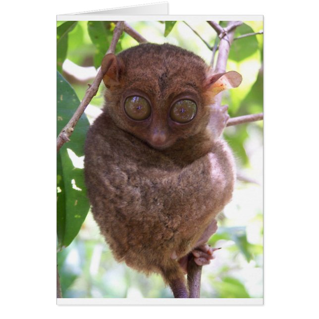 Cartão Philippine Tarsier (Frente)