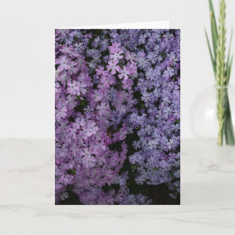 Cartão Phlox em Abundância