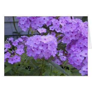 Cartão Phlox roxo