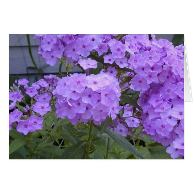 Cartão Phlox roxo (Frente Horizontal)
