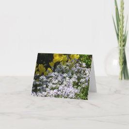 Cartão Phlox Woodland (Phlox divaricata)