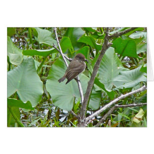 Cartão Phoebe Flycatcher