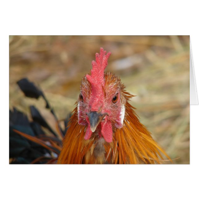 Cartão Phoenix baixa a câmera (Frente Horizontal)