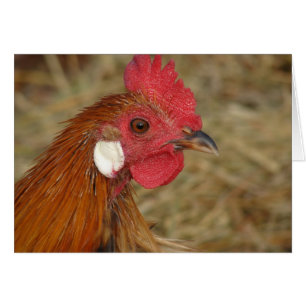 Cartão Phoenix Rooster