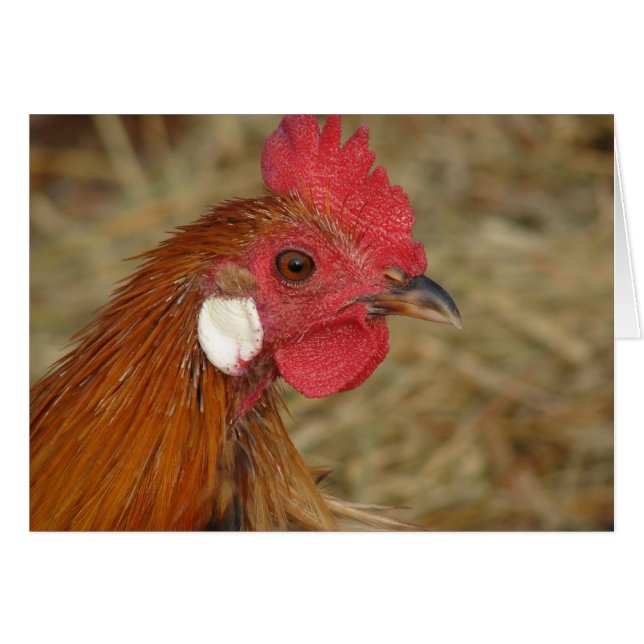 Cartão Phoenix Rooster (Frente Horizontal)