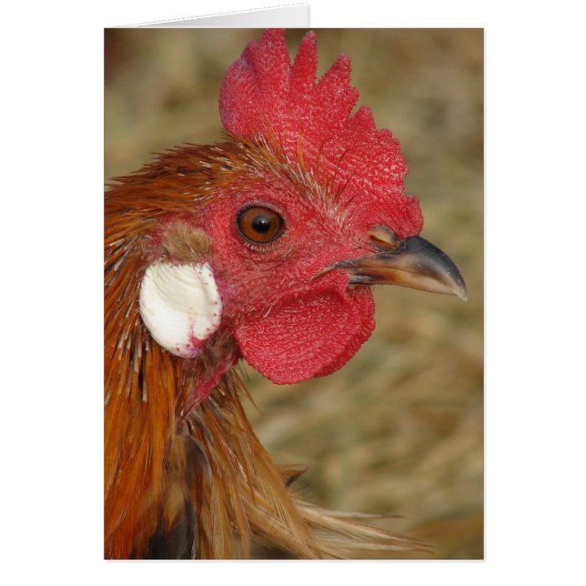 Cartão Phoenix Rooster (Frente)