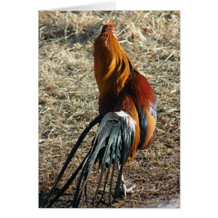 Cartão Phoenix Rooster De Atrás De Todo Vazio Ocasião
