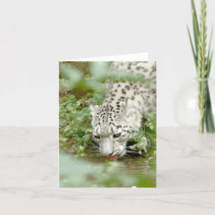 Cartão Photo csnow leopard , animals . card