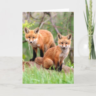 Cartão Photo of adorable red fox kits
