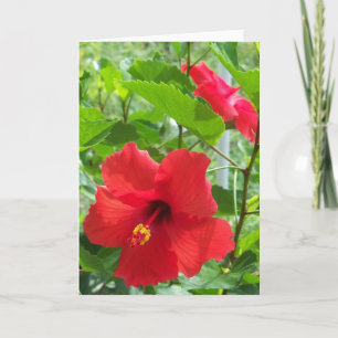 Cartão Photo of red tropical hibiscus flowers on a