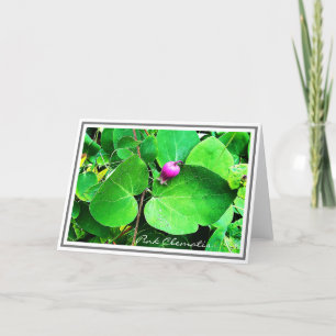 Cartão Photo Vibrant Pink Clematis And Green Foliage Card