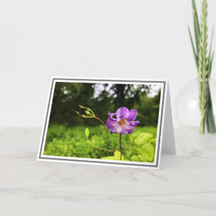 Cartão Photograph Close-up Purple Clematis Green Foliage