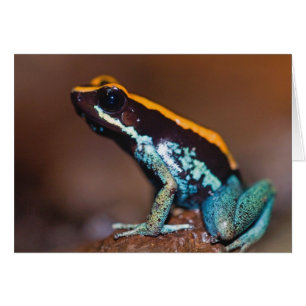 Cartão Phyllobates vittatus, um sapo de veneno