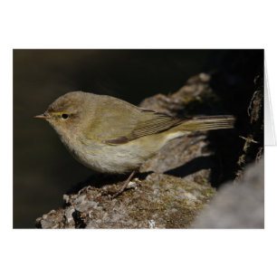 Cartão Phylloscopus collybita