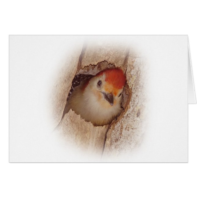 Cartão Pica-pau (Frente Horizontal)