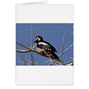 Cartão Pica-pau bonito