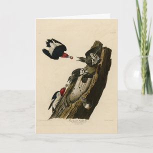 Cartão Pica-pau-cabeça-vermelha - Aves da América de Audu