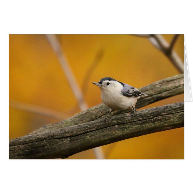 Cartão Pica-pau-cinzento Branco-breasted (Frente Horizontal)