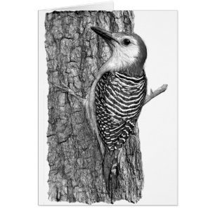 Cartão Pica-pau-de-barriga-vermelha