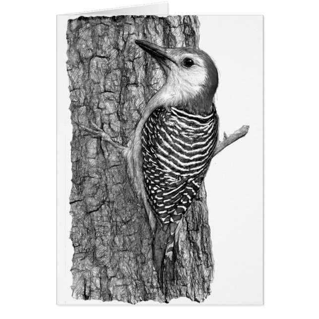 Cartão Pica-pau-de-barriga-vermelha (Frente)