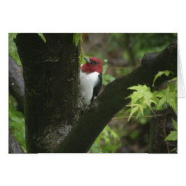 Cartão Pica-pau-de-cabeça-vermelha