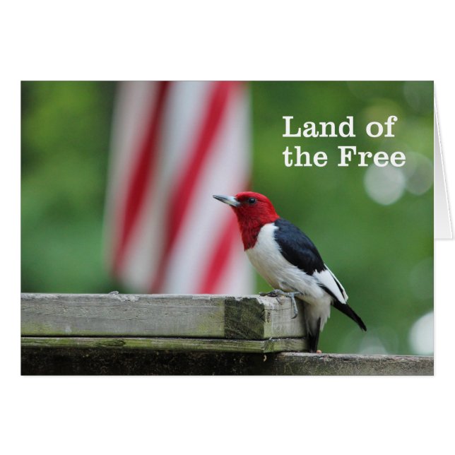 Cartão Pica-pau-de-cabeça-vermelha (Frente Horizontal)