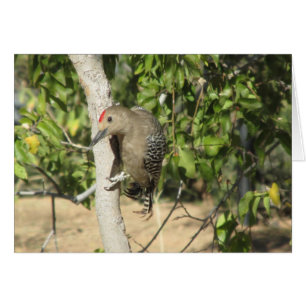 Cartão Pica-pau de Gila