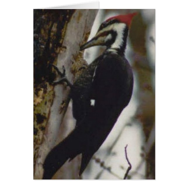 Cartão Pica-pau de Pileated (Frente)