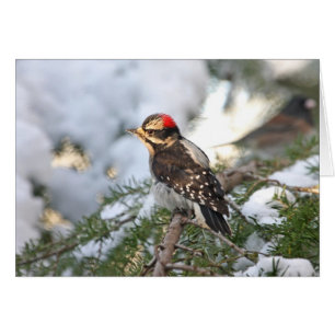 Cartão Pica-pau Downy