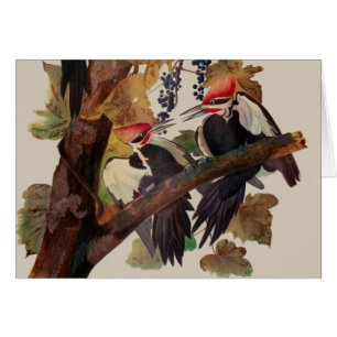 Cartão Pica-Pau-Grande de John James Audubon Impressão de