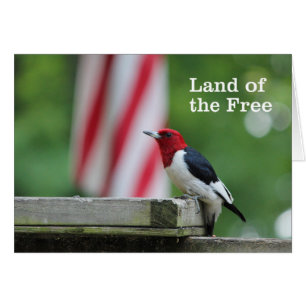 Cartão pica-pau Vermelho-dirigido