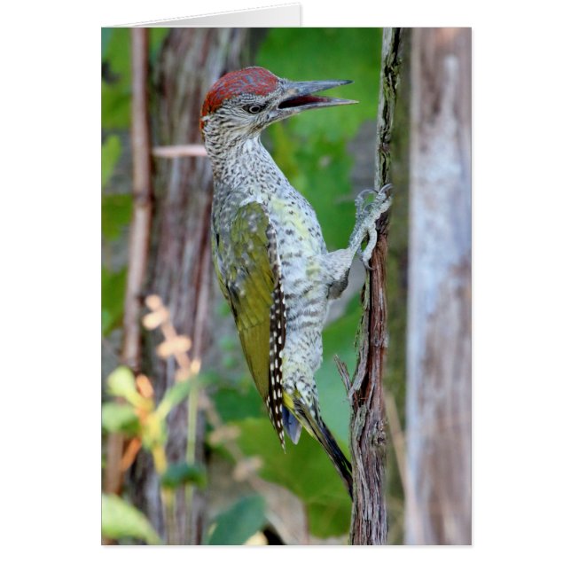 Cartão Picus viridis (Frente)