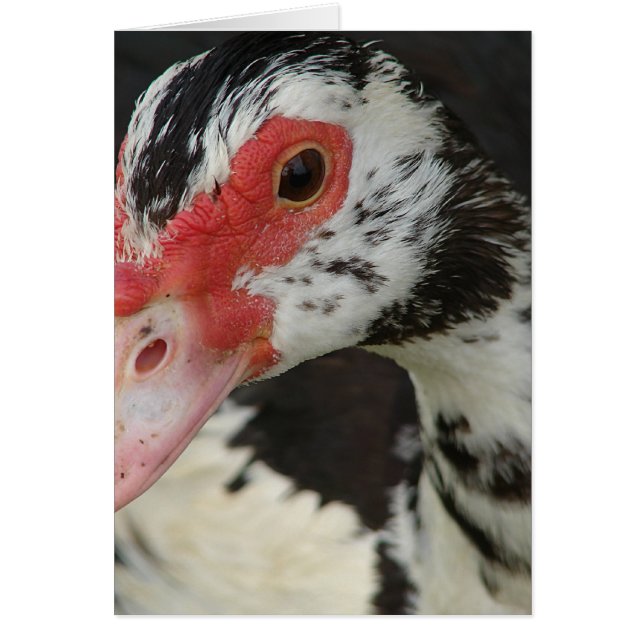 Cartão Pie diz, "Oi!" (Frente)