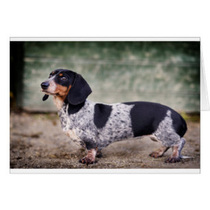 Cartão Piebald dachshund