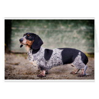 Cartão Piebald dachshund