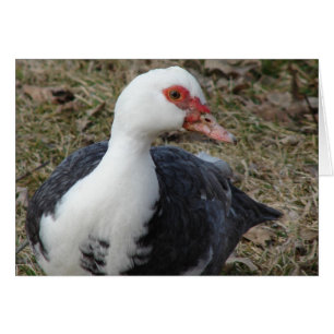 Cartão Pied Muscovy Hen