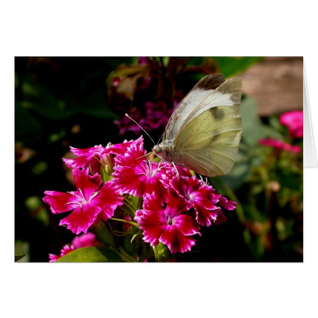 Cartão Pieris brassicae (Frente Horizontal)