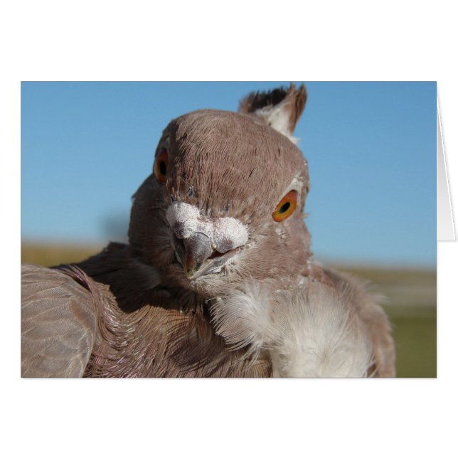 Cartão Pigeon (Frente Horizontal)